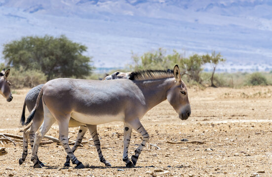 Family of Somali wild donkey (Equus africanus). This species is extremely rare both in nature and in captivity. Nowadays it inhabits nature reserve near Eilat, Israel