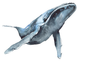 watercolor illustration of a blue whale