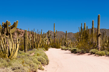 Sonora desert dusty road Organ Pipe NP Arizona US
