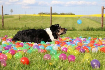 border collie fängt ball