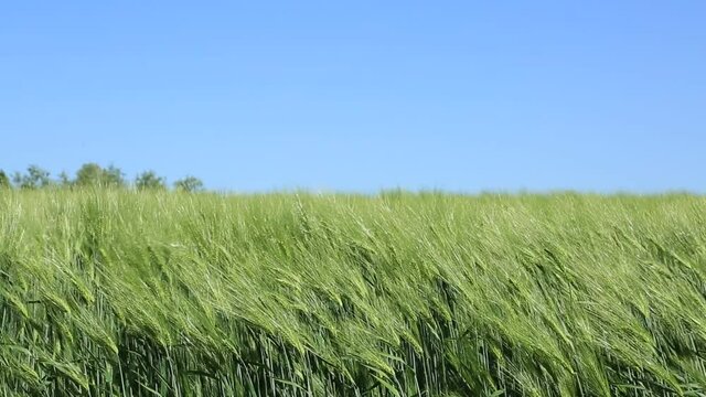 field in windy weather