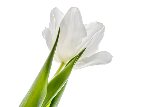 White Tulip on white background.White Tulip isolated