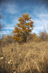 Beautiful autumn trees on a wide forest field against rich blue sky, central Serbia landscape