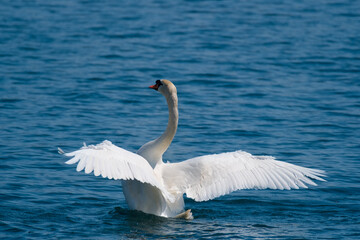 swan on blue lake wate