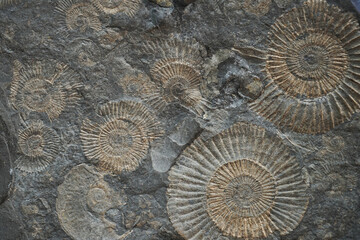 ammonites fossil texture