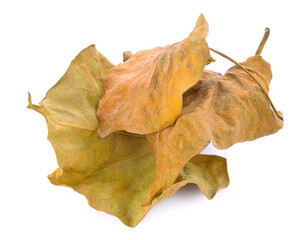 Piles of leaves isolated on white