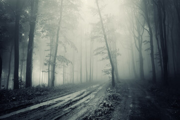 scary dark fantasy forest with road and trees in fog