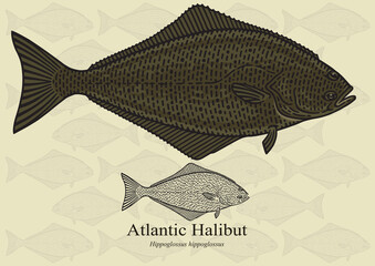 Obraz premium Atlantic Halibut. Vector illustration for artwork in small sizes. Suitable for graphic and packaging design, educational examples, web, etc.