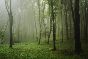 natural green misty forest landscape background