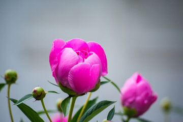 Obraz premium Beautiful pink peonies in the garden