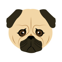vector color sketch cute serious dog fawn pug breed