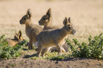 Patagonian cavi, Patagonia , Argentina