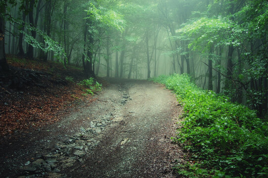 road through misty green natural woods