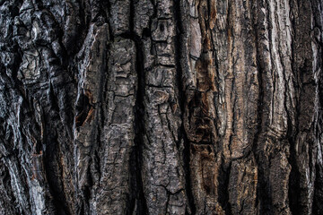 the tree texture