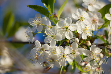 Bunches of white cherry blossom. A macro shot of blossoms blooming against a vivid blue sky.