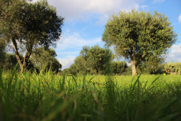 Olive trees in a countryside in Southern Italy. 