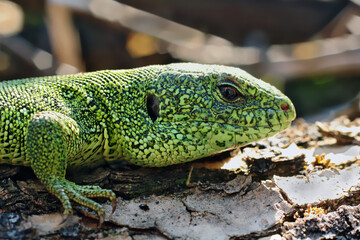 Lizard
