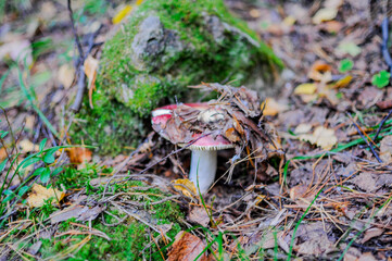 Cep Mushroom Growing in Autumn Forest. Boletus growing under the tree. Mushroom picking