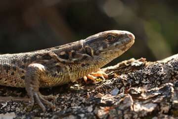 Lizard