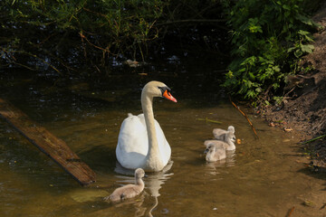 Schwanenfamilie, Schwan, Schwanenjunges, Kücken, Malchower See, Berlin