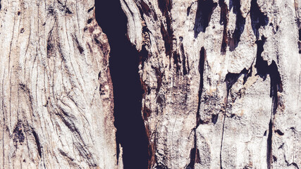 bark olive tree