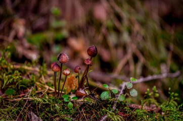 Amanita Muscaria, poisonous mushroom. Photo has been taken in the natural forest background.