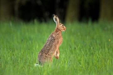 european hare, lepus europaeus, Czech republic