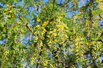 Fleurs de cytise des Alpes