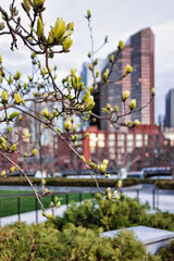 Blossoming tree at Financial District at North End Park Boston