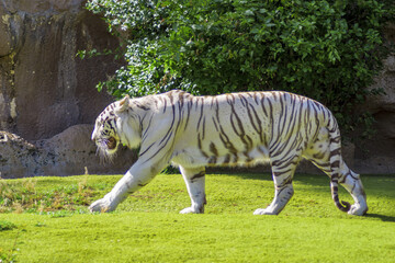 White Tiger