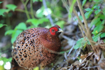 Copper Pheasant (Syrmaticus soemmerringii intermedius) male in Japan