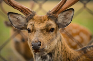 Deer in the nature reserve looking at the camera through the bars. Winter.
