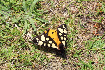 Papillon écaille fermière au sol