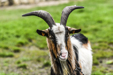 Big goat with horns, summer time.