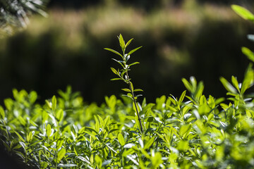 Green plant under the light blooming in a garden.