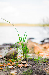 Autumn maple leaves on a green lawn. A tree with broad, in most species, curly leaves.