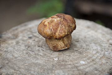 White mushroom standing on a stump