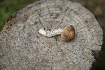 White mushroom lies on the section of the tree