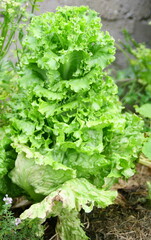 salade montée, dans jardin potager