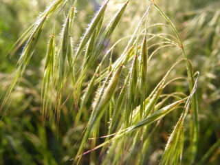 Spikelets