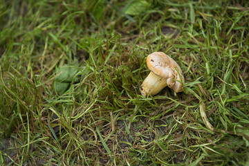 Mushroom Chanterelle grows on the grass
