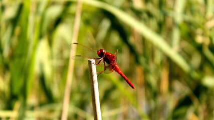 Dragonfly