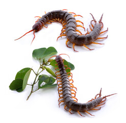 closeup of one brown centipede on white background