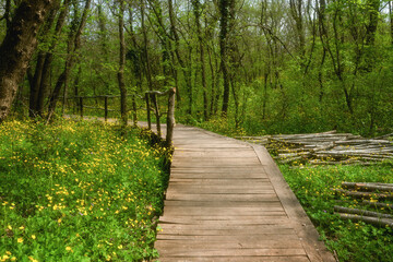 Obraz premium National Park Ropotamo Bulgaria. Wooden bridge leads to the Ropotamo river crossing green spring forest.