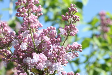 blooming lilacs