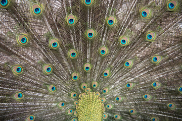 Obraz premium Peacock
