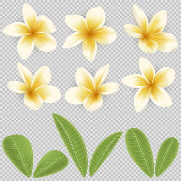 White And Yellow Plumeria Flower