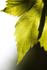 Close up a leaf, structure of a leaf in garden.