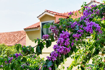 Fototapeta na wymiar Blooming tree and building roof in Omis