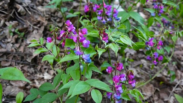 Lathyrus vernus purple flower in the shade in spring forest. Shooting static camera. Light wind.